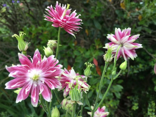 Pink and White Double Columbine