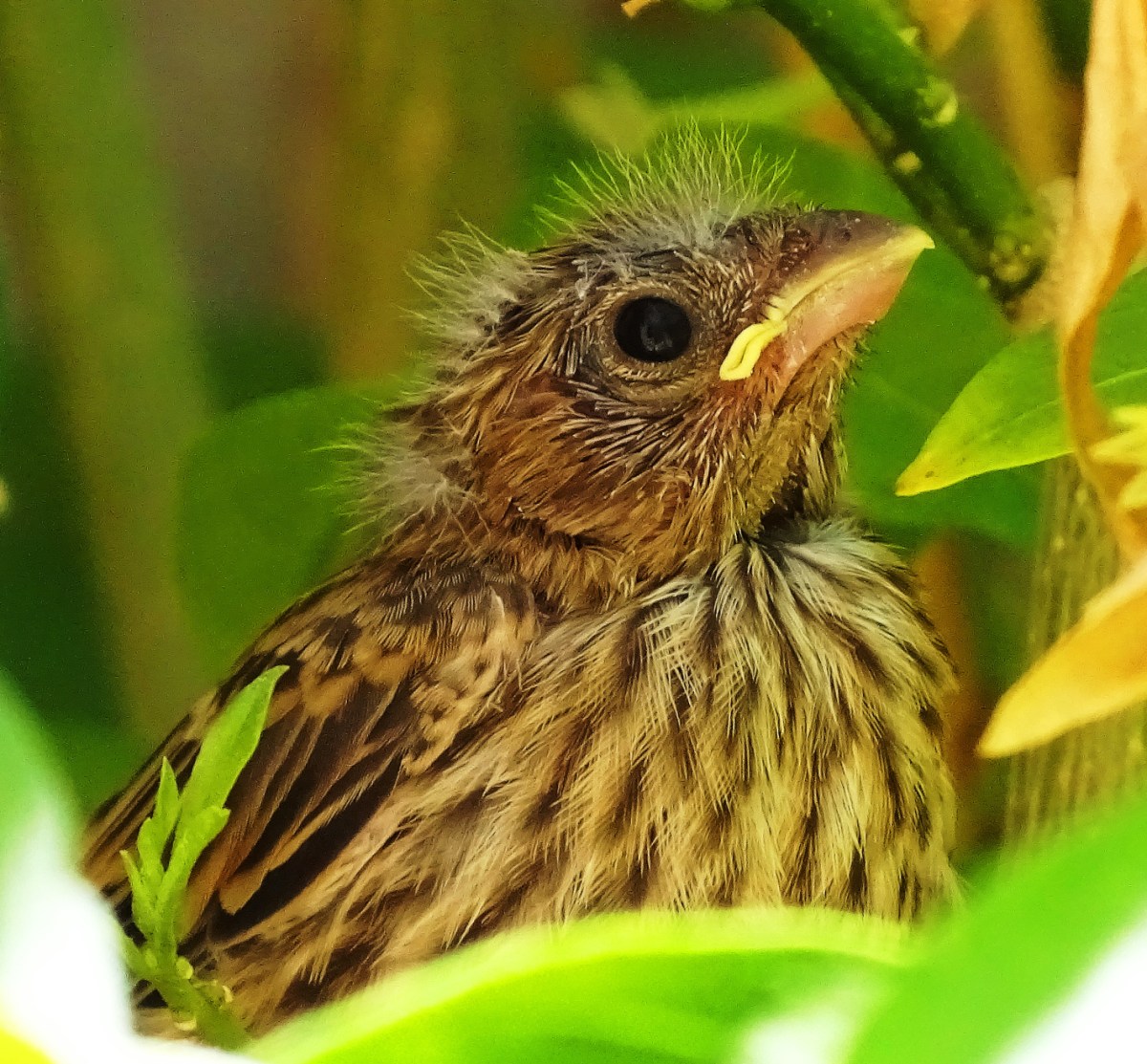 Baby Oriole