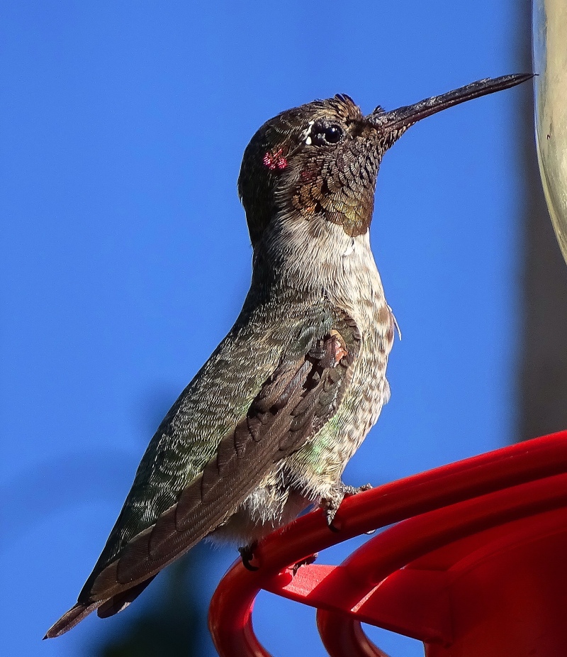 Hummingbird with pink cheek
