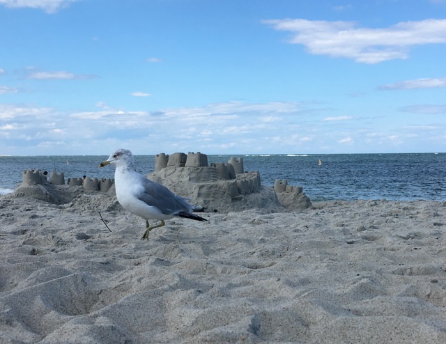 Seagull in front of sand castle by the sea, Atlantic Ocean