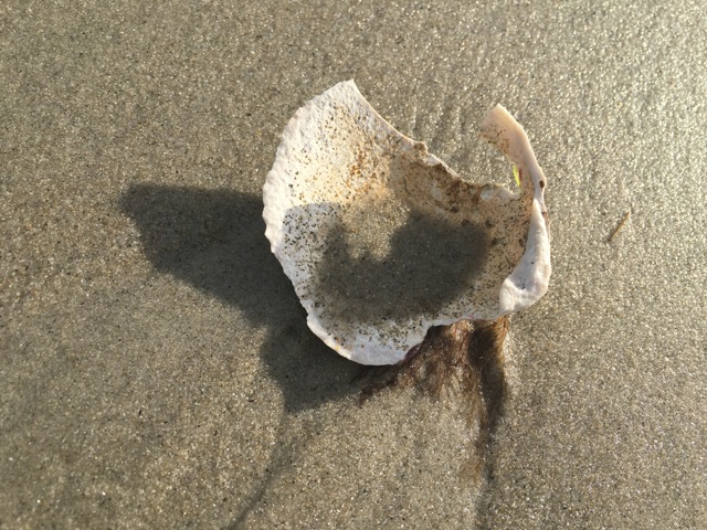 Broken shell in the sand