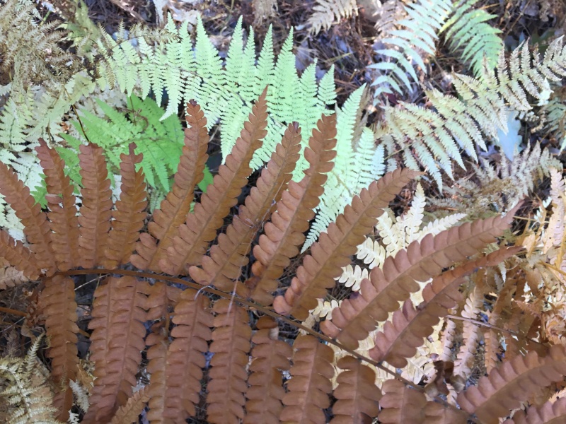 Ferns of all shades of green and brown