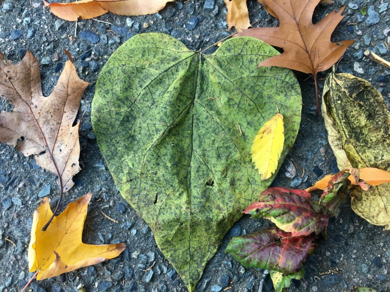 Heart-shaped green Catalpa leaf with other leaves