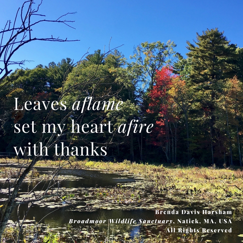 Leaves aflame set my heart afire with thanks. Broadmoor Wildlife Sanctuary, Natick, MA, red tree by pond