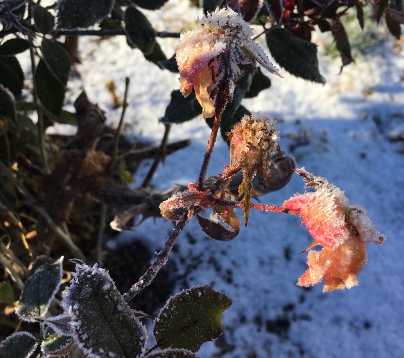 Faded pink roses covered in frost