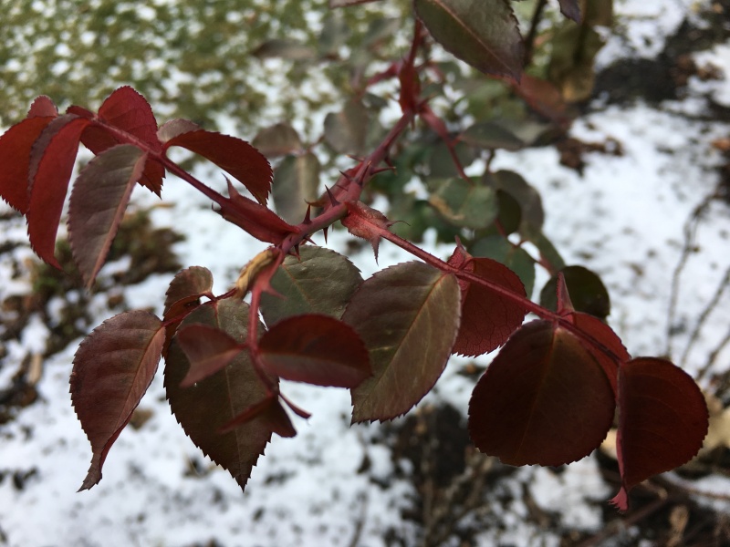 Red Rose leaves against a snowy lawn