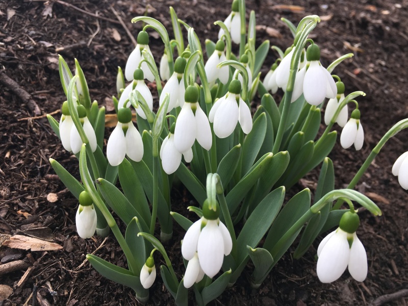 Snowdrops blooming on February 25, 2017