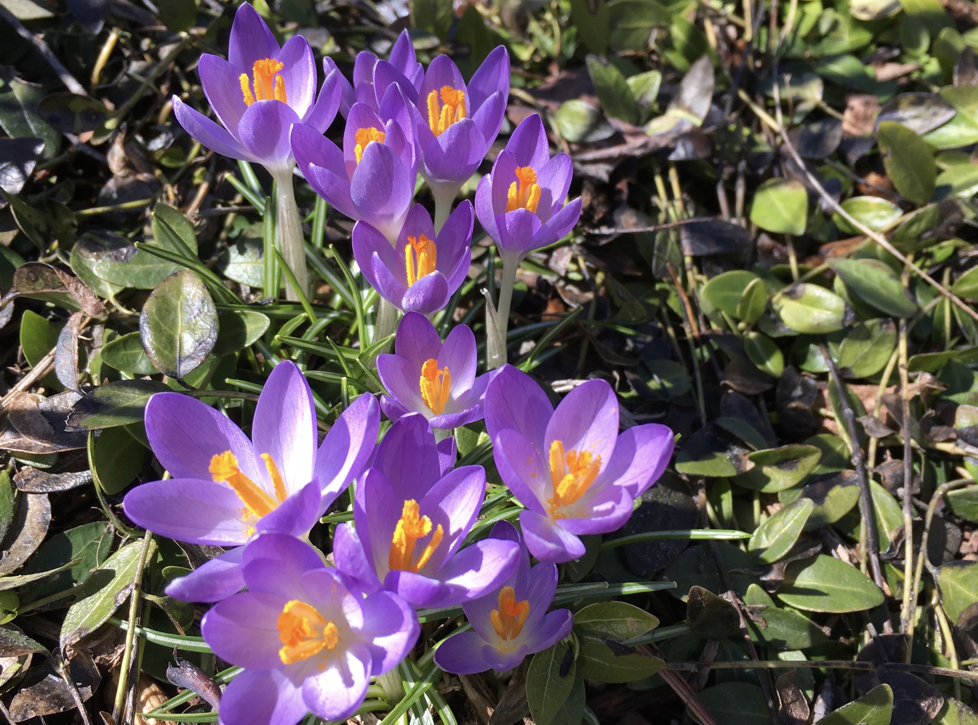 Purple Crocuses