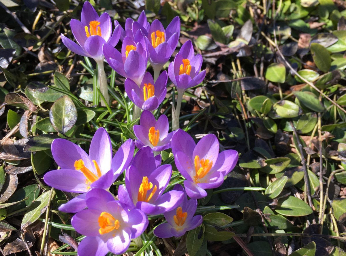 Purple Crocuses