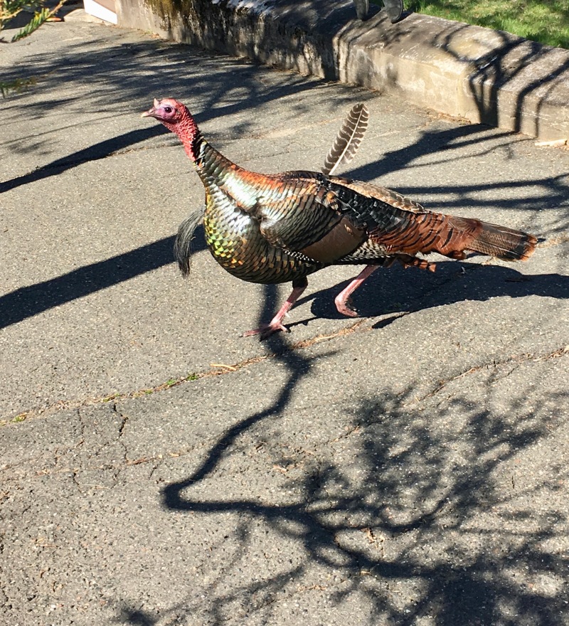 Tom Turkey with two feathers flying free