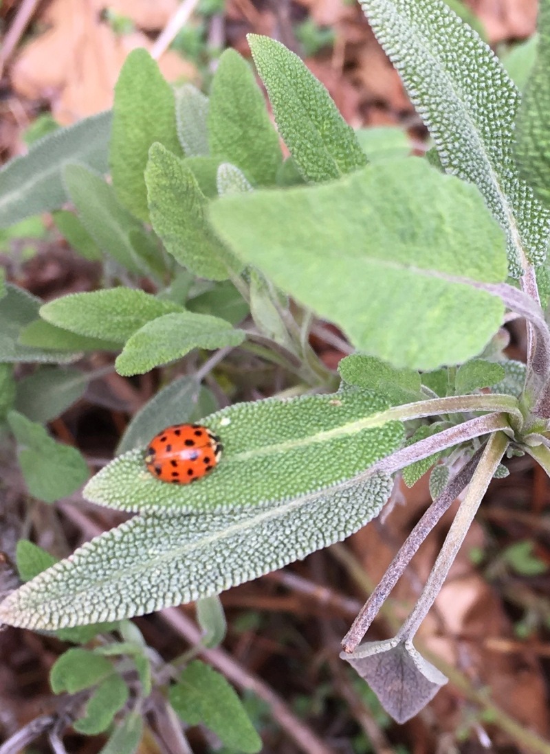 Red ladybug on a sage leaf