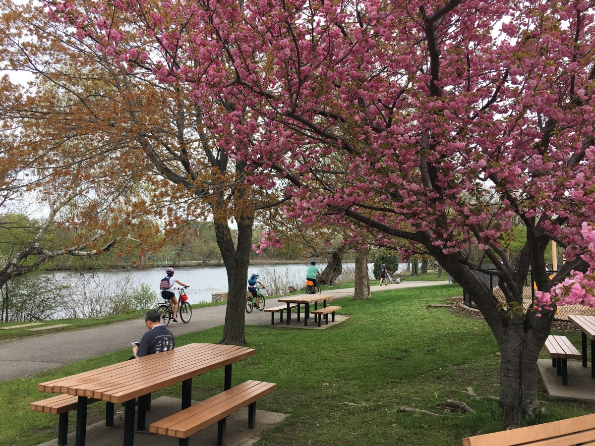 Bikes along riverside trail with blooming cherry tree