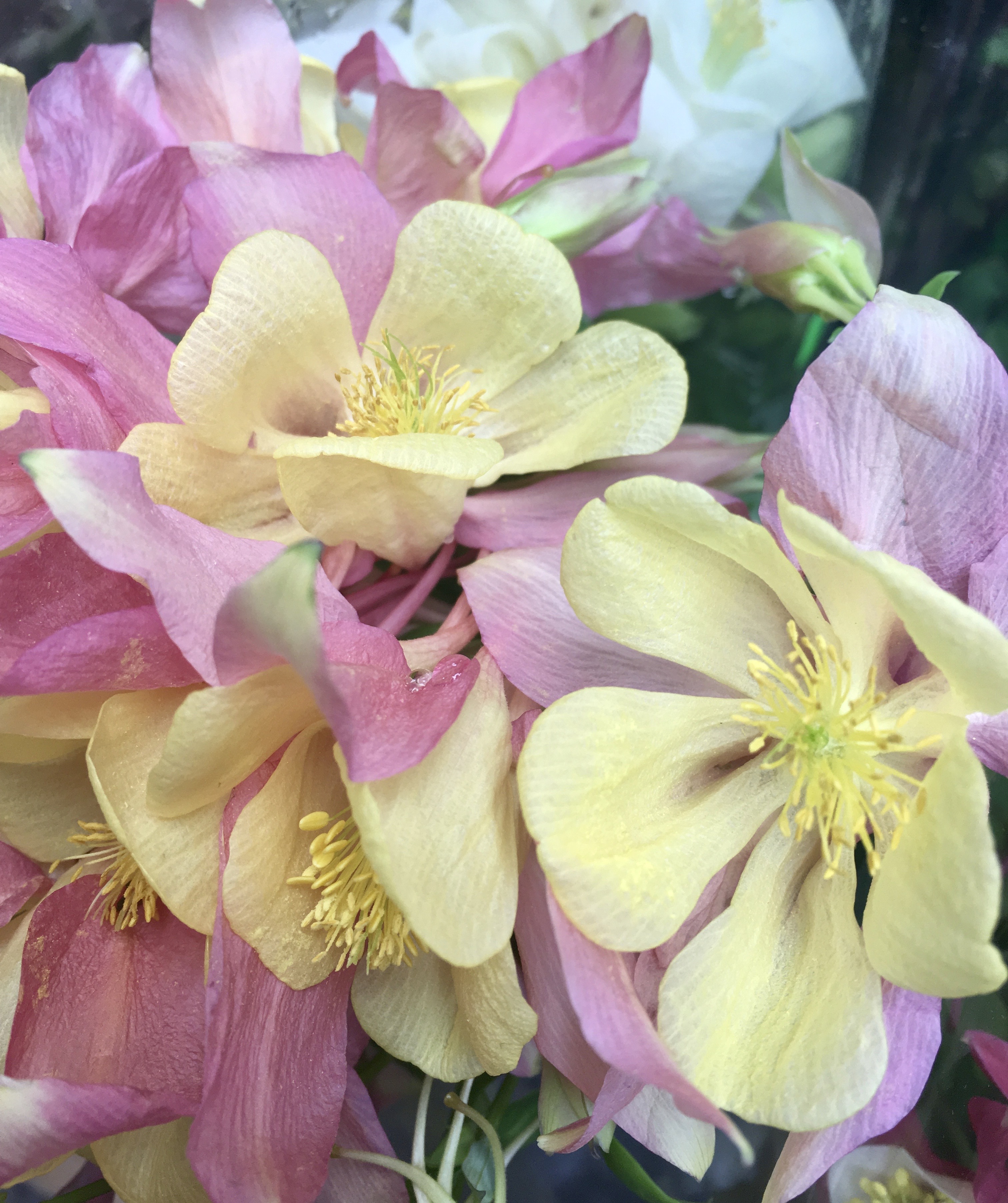 Yellow and pink columbine flowers