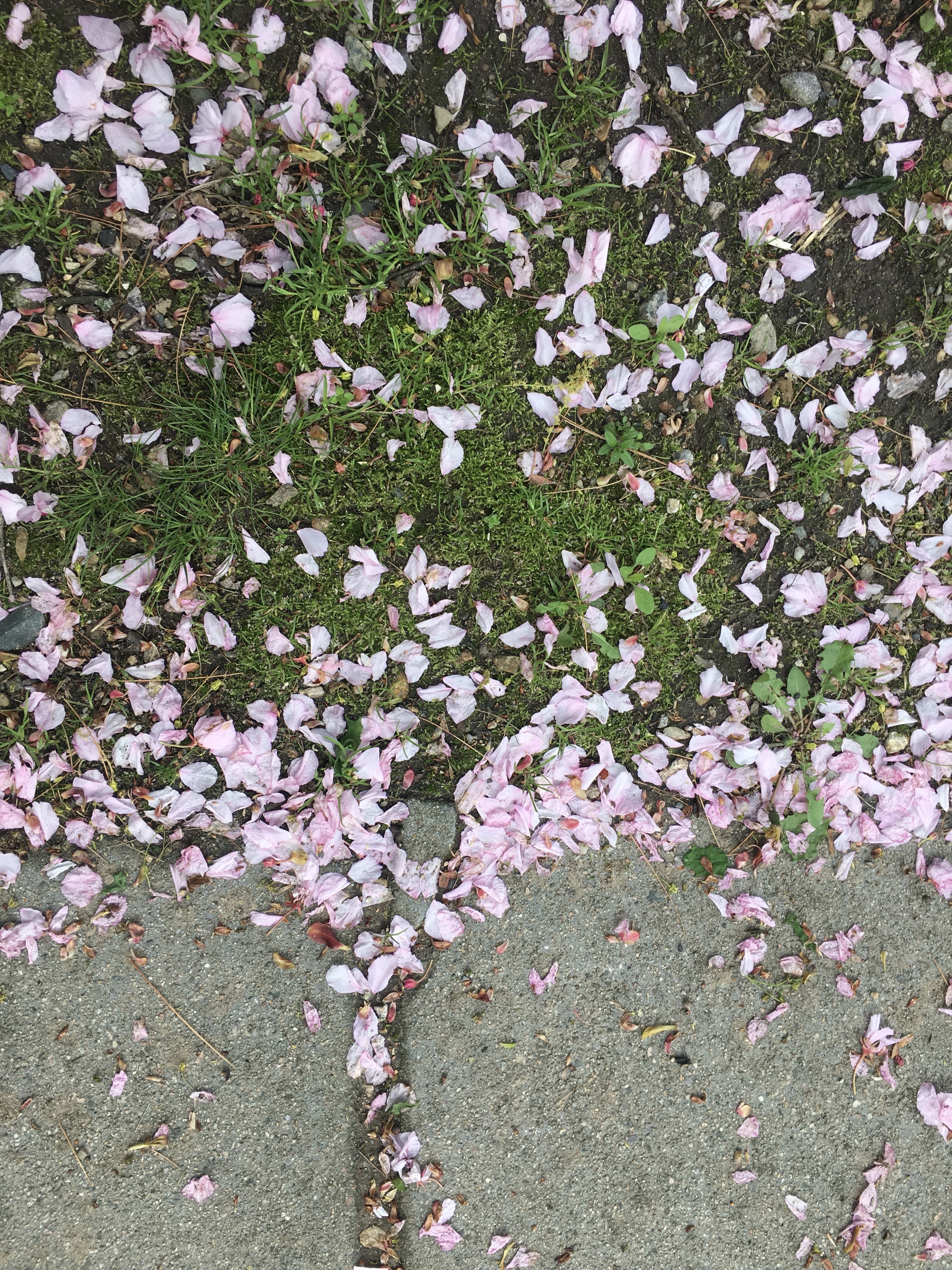 Fallen Cherry Blossom Petals on the grassy verge and sidewalk