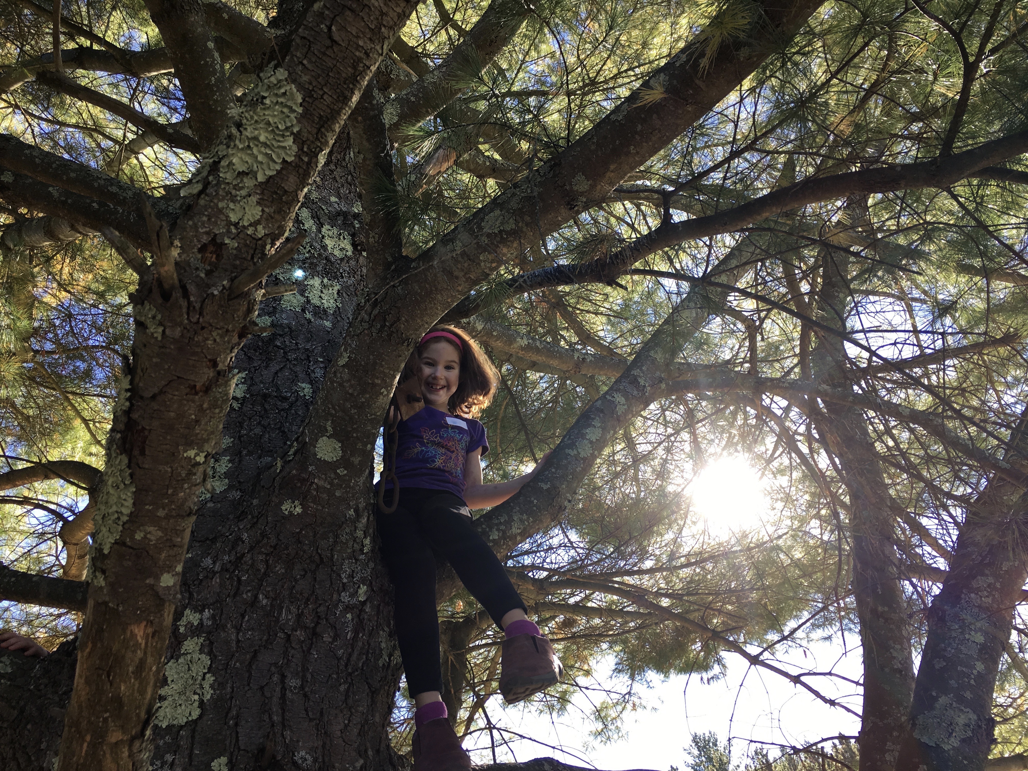 A girl in a pine tree with sun shining through needles