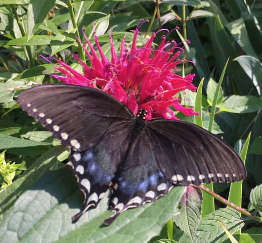 Eastern Black Swallowtail Butterfly on Red Bee Balm