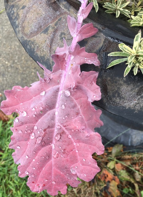 Purple Kale leaf with raindrops