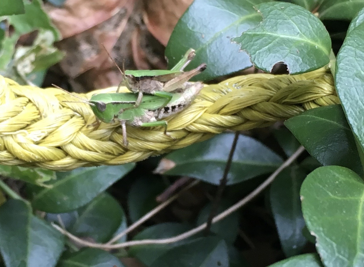 Dichormorphic Viridis male and female taken by Brenda Davis Harsham