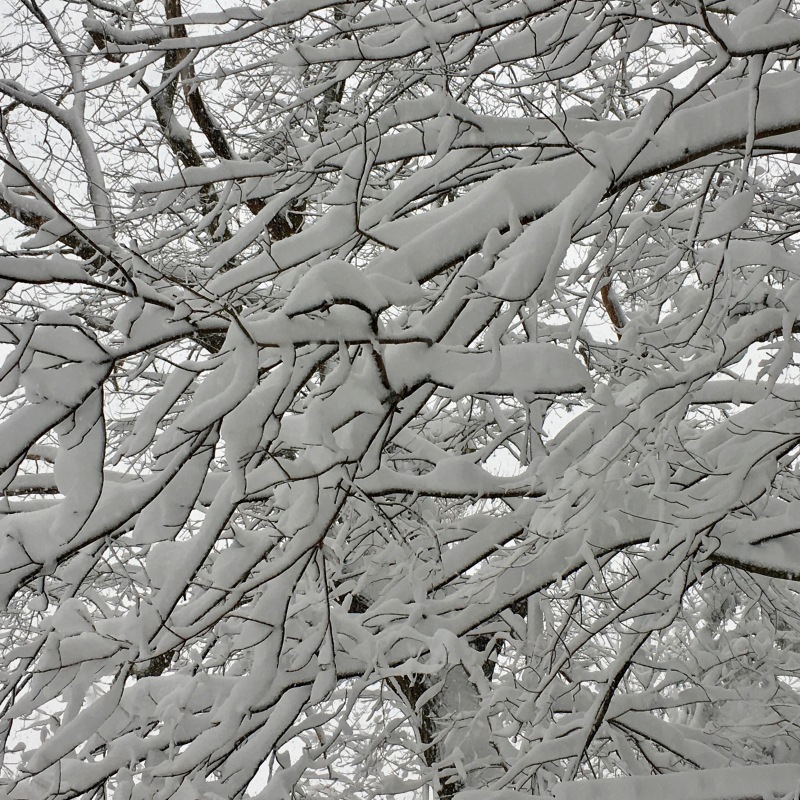 Thick snow on tree branches