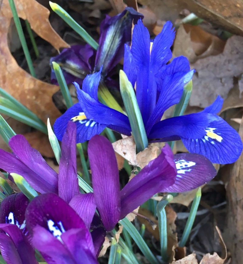 Tiny Japanese irises