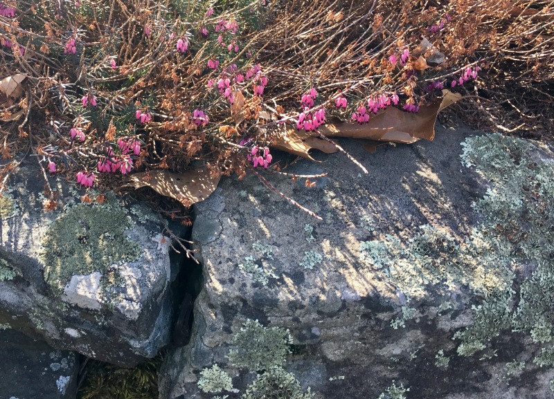 Heather on a Stone Wall