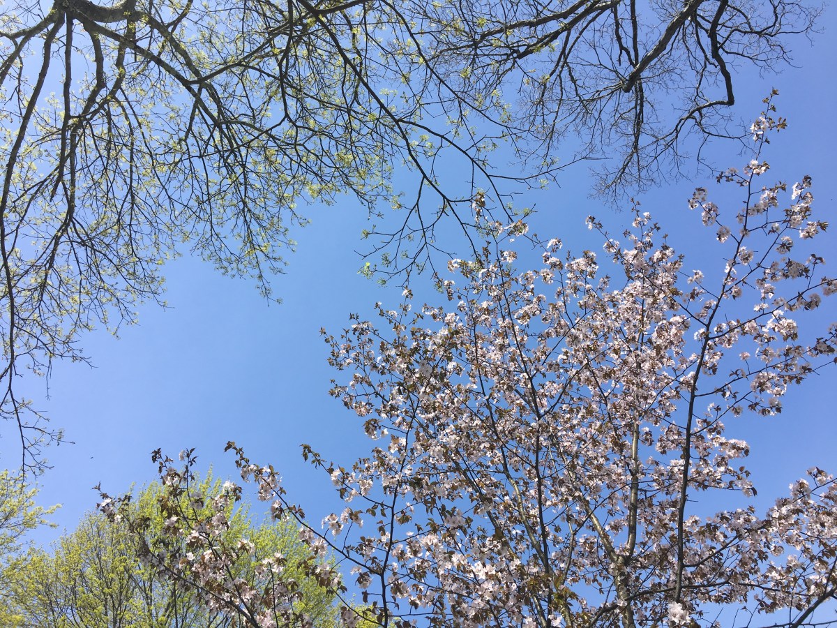 Just budding trees against a blue sky