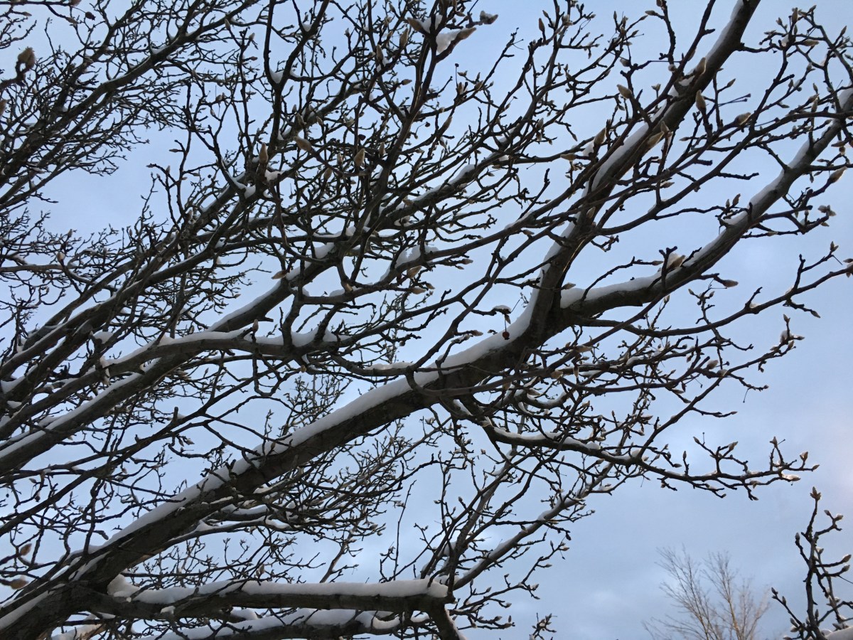 Tree branches tipped with snow
