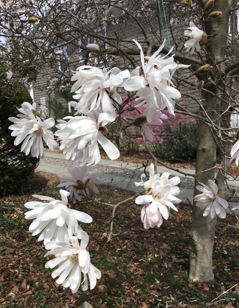 Star Magnolia in bloom