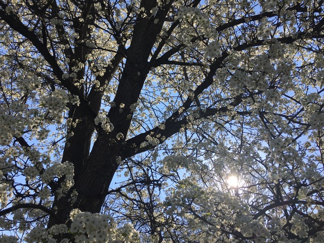 White blossoming pear tree with sun shining through